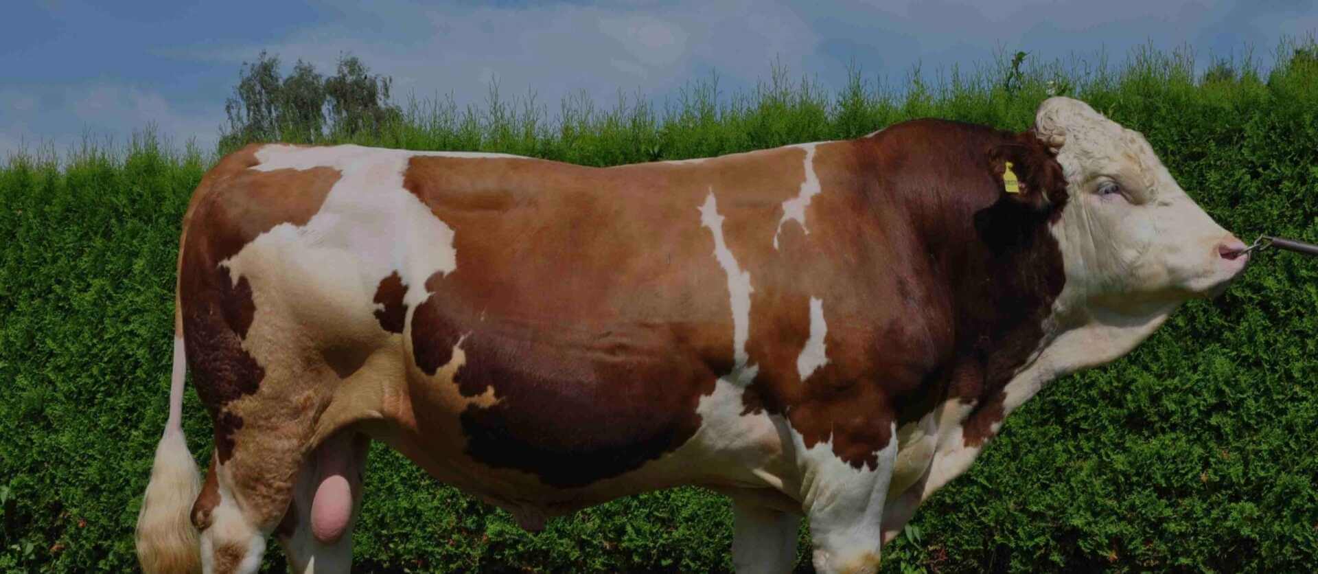 2026 KURBANLIK SATIŞLARIMIZ BAŞLAMIŞTIR!